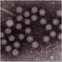 noroVirus